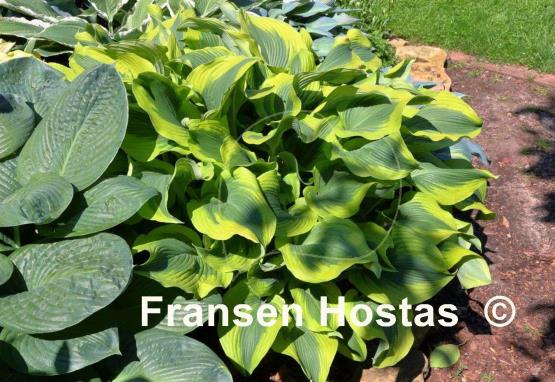 Hosta Atlantis